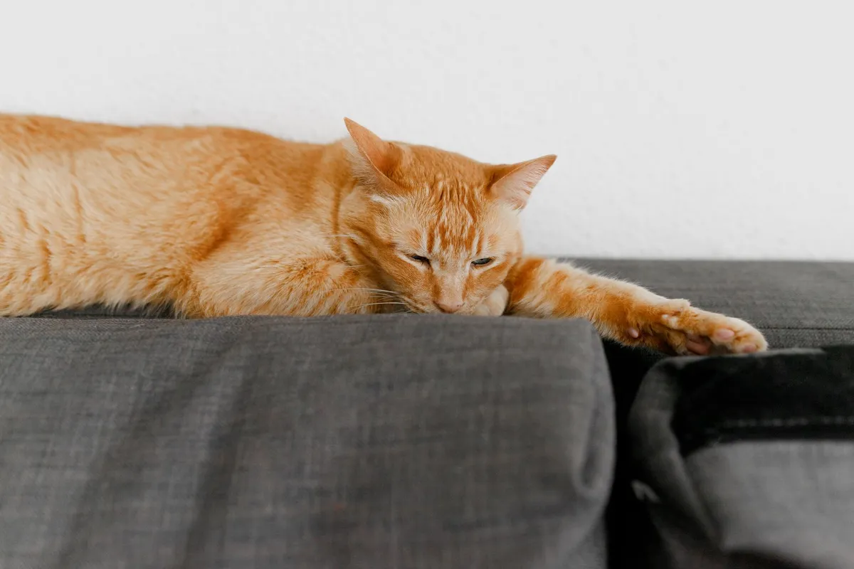 Cat lying on a couch