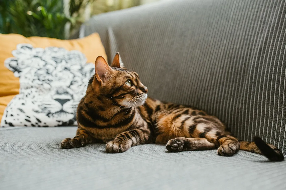 Gato en el sofá de casa
