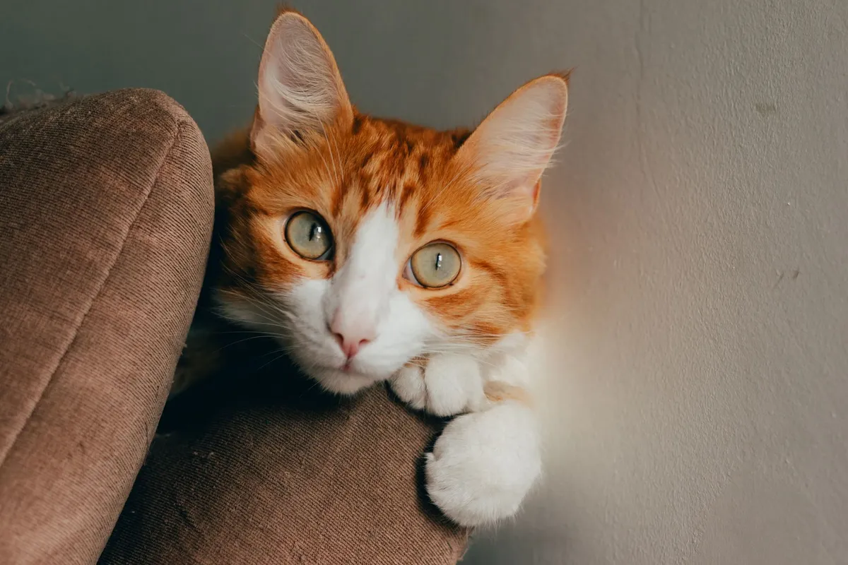 Gatto sul divano di casa